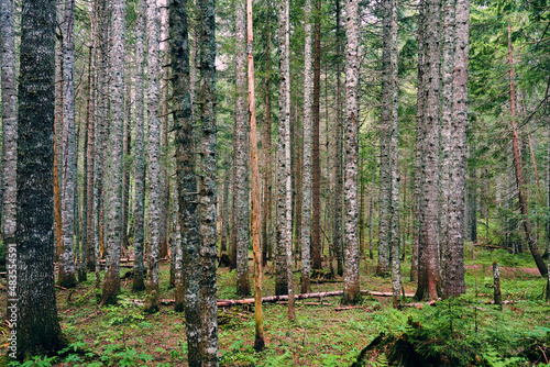 Fototapeta Naklejka Na Ścianę i Meble -  Background of dense forest with many trunks of coniferous trees. Wild nature backgrounds and patterns