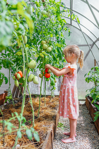 Φωτογραφία Portrait of little blonde girl in pink dress standing barefoot helping to harvest collecting tomatoes in greenhouse