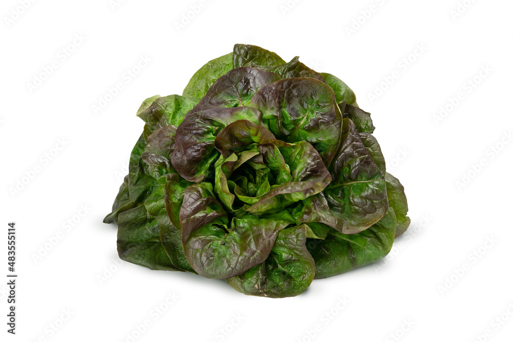 Obraz premium Juicy leaves of lettuce isolated on white background. Fresh lolo salad.