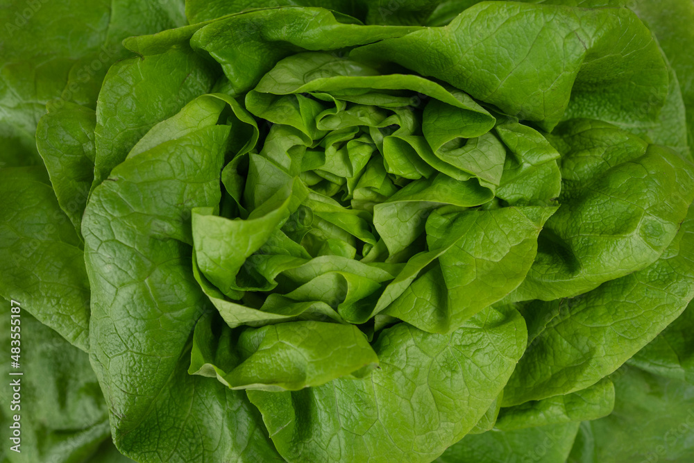 Juicy leaves of lettuce isolated on white background. Fresh lolo salad. Juicy leaves of lettuce isolated on white background. Fresh lolo salad.