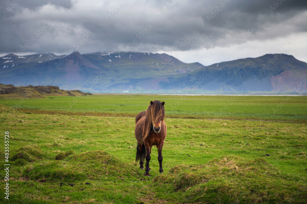 Obraz premium Icelandic horse in the scenic nature landscape of Iceland