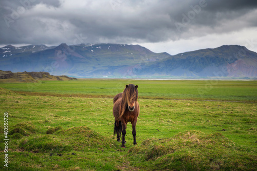 Icelandic horse in the scenic nature landscape of Iceland