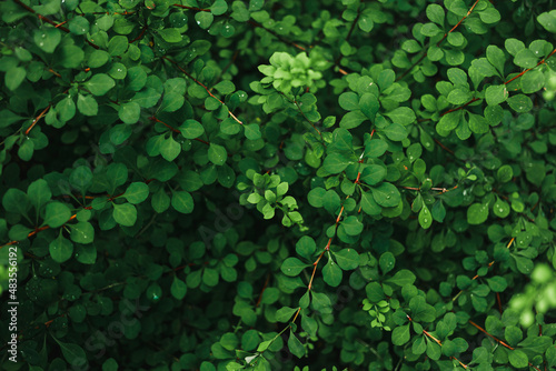 Wallpaper Mural juicy green leaves on the branches of a shrub in the garden in summer Torontodigital.ca