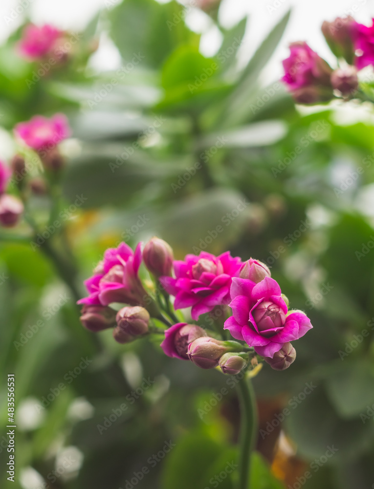 A beautiful kalanchoe pink flower close up on the windowsill. Green house concept.