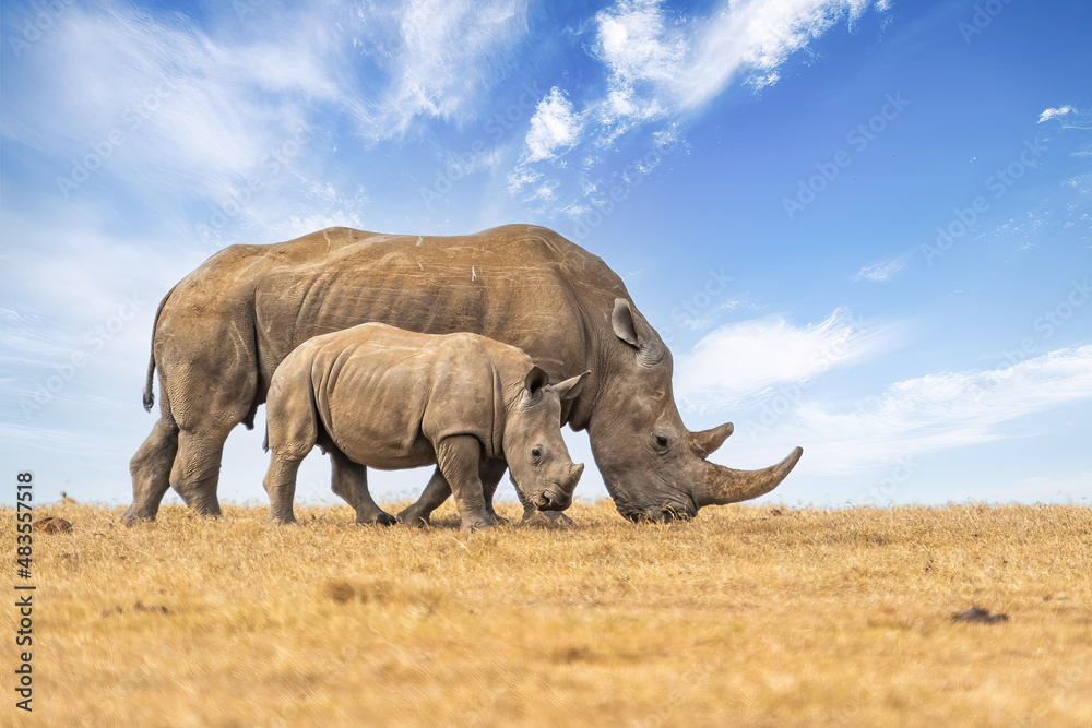 Obraz premium White rhinoceros or square-lipped rhinoceros, Ceratotherium simum, mother and calf walking side by side, Ol Pejeta Conservancy, Kenya, East Africa