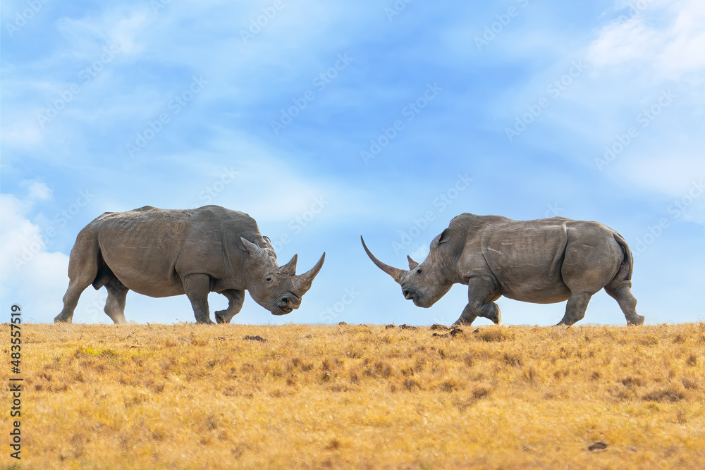 Gardinen Nashorn Nashorn - Pair of white rhinoceros or square-lipped rhinoceros, Ceratotherium simum standing face to face during the sunset territory fight, Ol Pejeta Conservancy, Kenya, East Africa #483557519