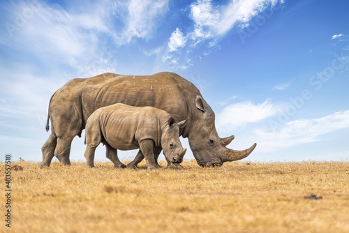 White rhinoceros or square-lipped rhinoceros, Ceratotherium simum, mother and calf walking side by side, Ol Pejeta Conservancy, Kenya, East Africa photo