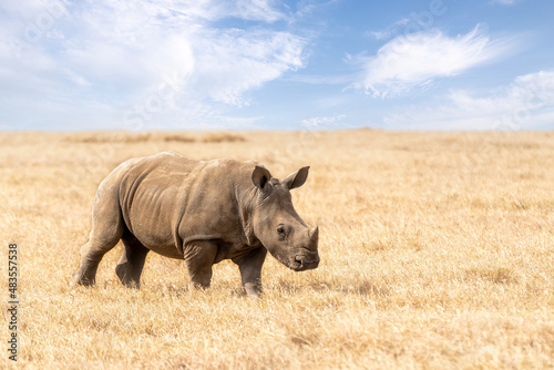 Baby rhino, White rhinoceros or square-lipped rhinoceros, Ceratotherium simum, calf walking in Ol Pejeta Conservancy, Kenya, East Africa © Tom
