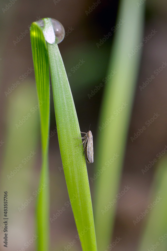 Leafhopper Psammotettix alienus on winter cereals. Is a common pest of cereal crops during autumn in Europe and a vector WDV. Leafhopper Psammotettix alienus on winter cereals. Is a common pest of cereal crops during autumn in Europe and a vector WDV.