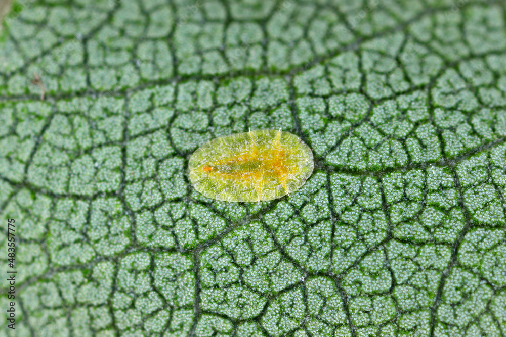 Macrophotography of Diaspididae insects on leaf vessel. Armored scale