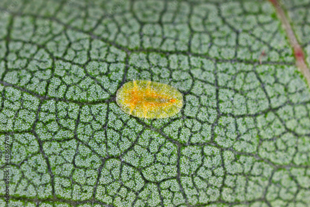 Macrophotography of Diaspididae insects on leaf vessel. Armored scale ...