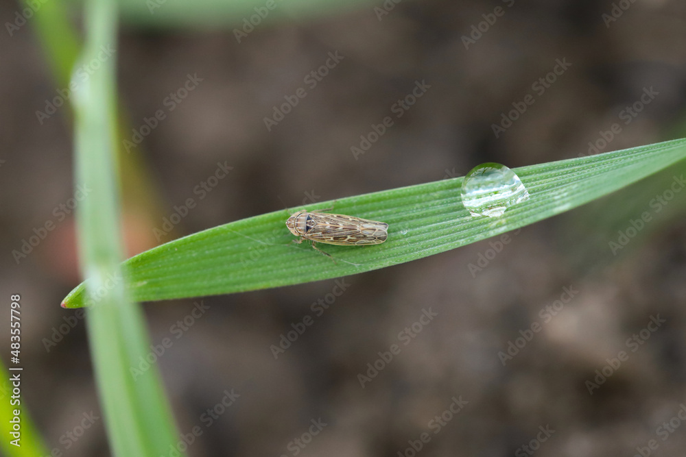 Leafhopper Psammotettix alienus on winter cereals. Is a common pest of cereal crops during autumn in Europe and a vector WDV. Leafhopper Psammotettix alienus on winter cereals. Is a common pest of cereal crops during autumn in Europe and a vector WDV.