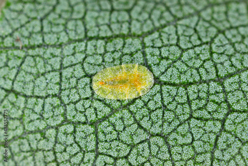 Macrophotography of Diaspididae insects on leaf vessel. Armored scale insects at home plants. Insects sucking plant. Infested cale (Coccidae) commonly known as soft scales, wax scales or tortoise scal photo