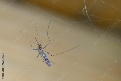 Female of Culex pipiens, commonly referred to as the common house mosquito wintering on a spider web in the basement of a building. photo