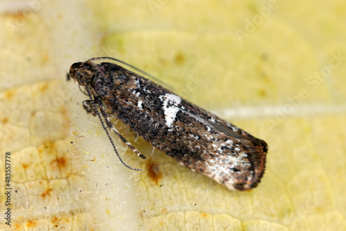 Moth of leek moth or onion leaf miner (Acrolepiopsis assectella) family Acrolepiidae. It is Invasive speciesa pest of leek crops. Larvae feed on Allium plants by mining into the leaves or bulbs.