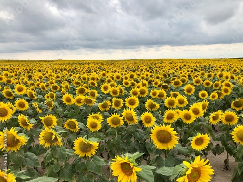 Field of blooming sunflowers on a background of blue sky. Oil production