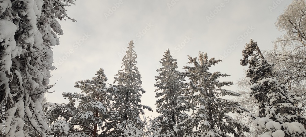 Fototapeta premium snow in the forest