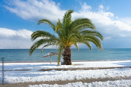 Palmtrees in the snow against the background of the sea. Winter in Greece