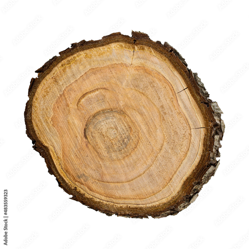 Texture of saw cut fruit tree close up isolated on white Texture of saw cut fruit tree close up isolated on white