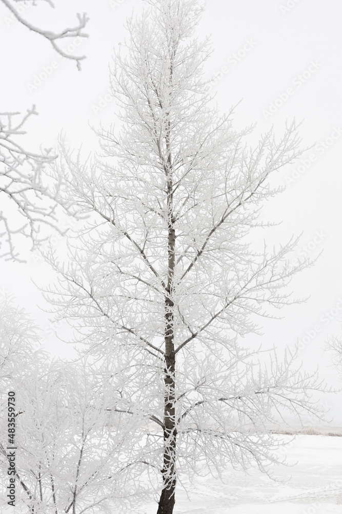 Beautiful tall tree with many thin branches symmetrically growing into right and left directions completely covered with snow. Vertical copy space. Winter full of precipitations. Beautiful tall tree with many thin branches symmetrically growing into right and left directions completely covered with snow. Vertical copy space. Winter full of precipitations.