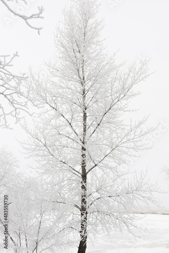 Wallpaper Mural Beautiful tall tree with many thin branches symmetrically growing into right and left directions completely covered with snow. Vertical copy space. Winter full of precipitations.  Torontodigital.ca