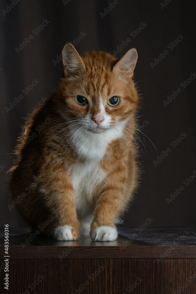 Low key studio portrait of a purebred ginger cat on a dark background.