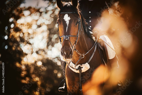 Portrait of a beautiful bay horse with a rider in the saddle, walking among the trees with ginger foliage in the park on a sunny evening. Equestrian sports. Horse riding.