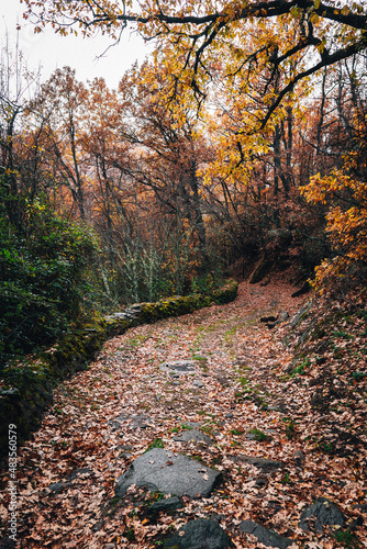 Orange leafy walkway in autumn at noon with leaves on the ground