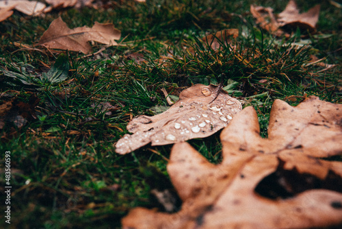 Closeup dewdrops on fallen autumn leaves on green lawns