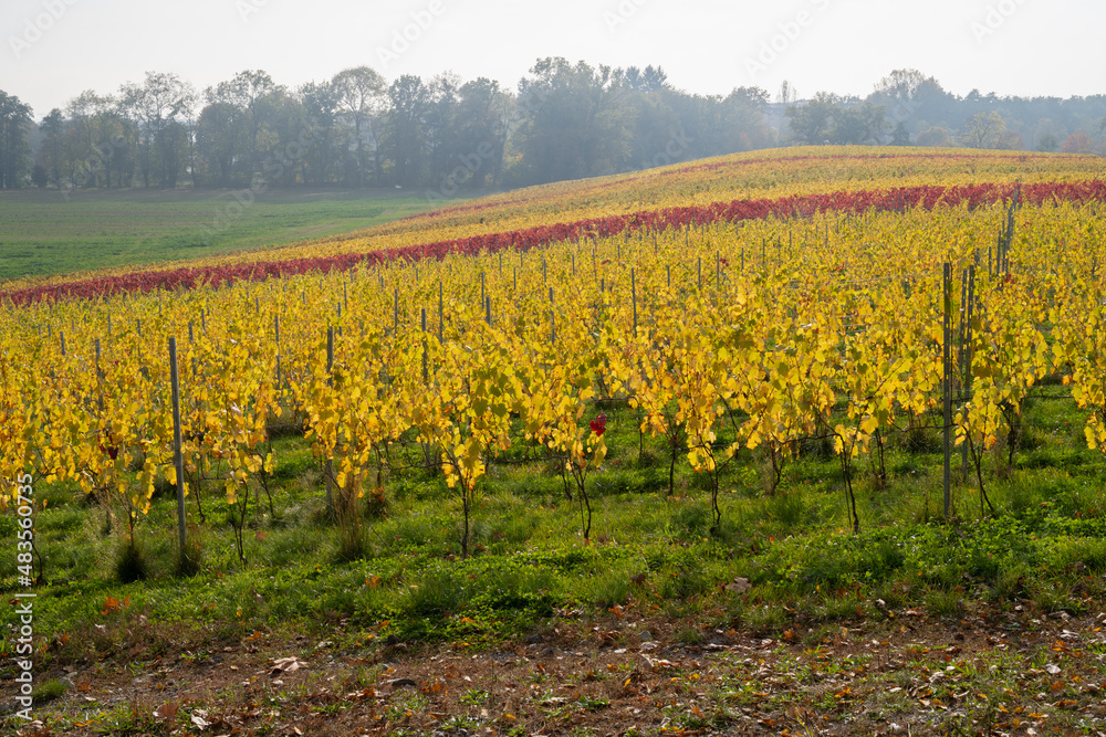 Vignoble Genevois