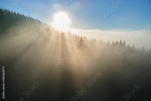 Aerial view of brightly illuminated with sunlight beams foggy dark forest with pine trees at autumn sunrise. Amazing wild woodland at misty dawn. Environment and nature protection concept