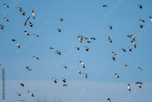 A flock of lapwings (Vanellus vanellus) flying in a clear blue sky