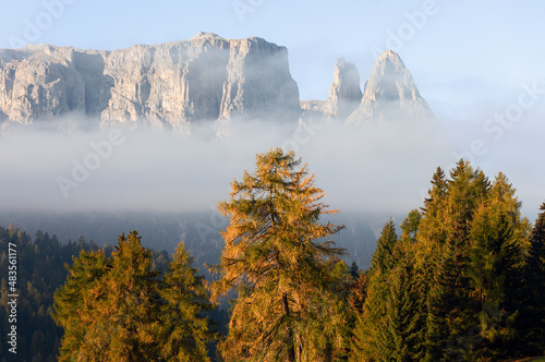 The tops of autumn trees in the early morning on the background Punta Euringer mountain. Seiser Alm, Italy. photo