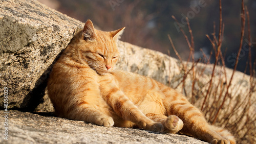 Canvas Print A wild yellow cat playing on a rock