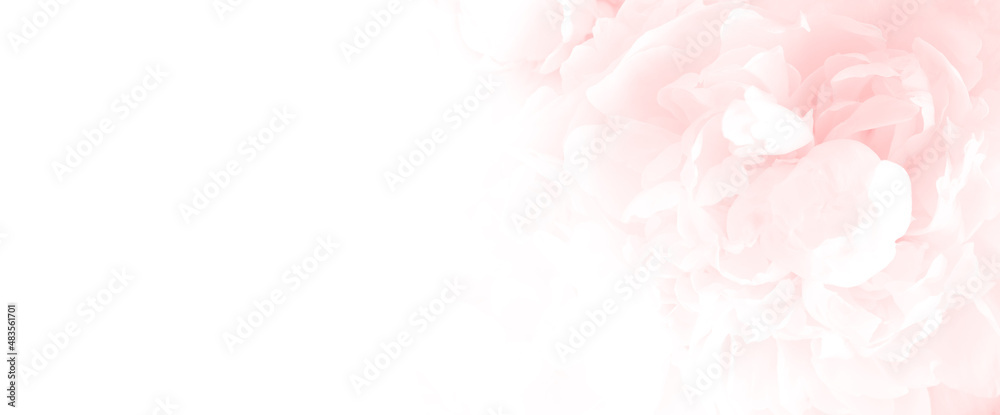 Blossoming delicate peony background,  pastel color, floral background with copy space. Banner.