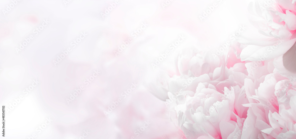 Fototapeta premium Blossoming delicate peony background, pastel and soft floral background with copy space. Banner.