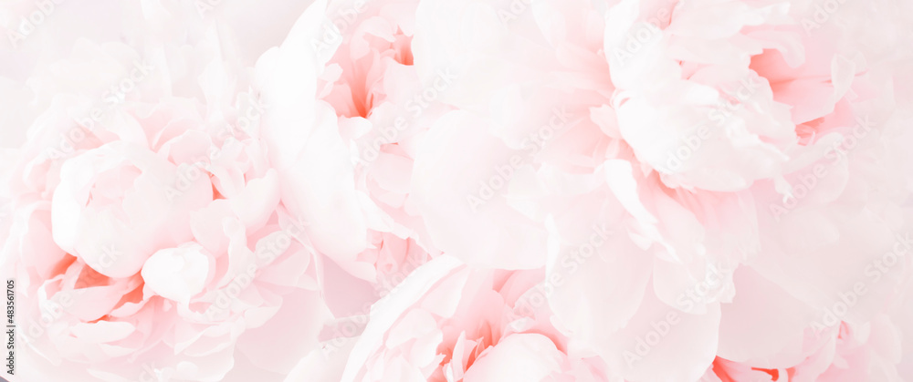 Beautiful pink delicate flower peony background. Banner. Beautiful pink delicate flower peony background. Banner.