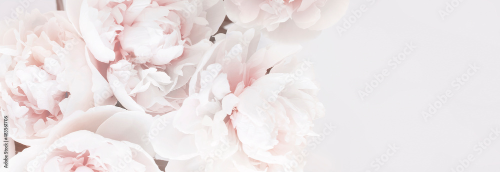 Beautiful delicate pastel floral peony background. Banner.