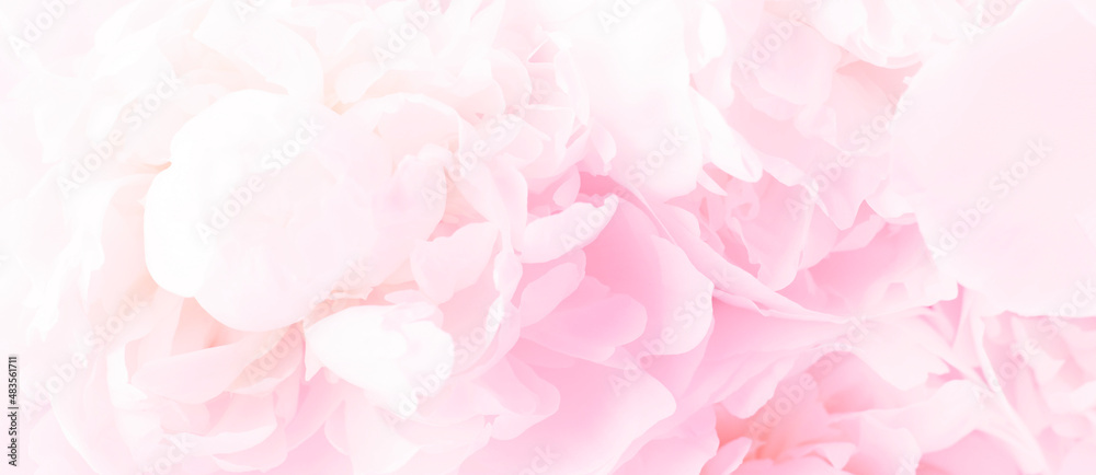 Fluffy white peony background. Delicate floral background. Banner.