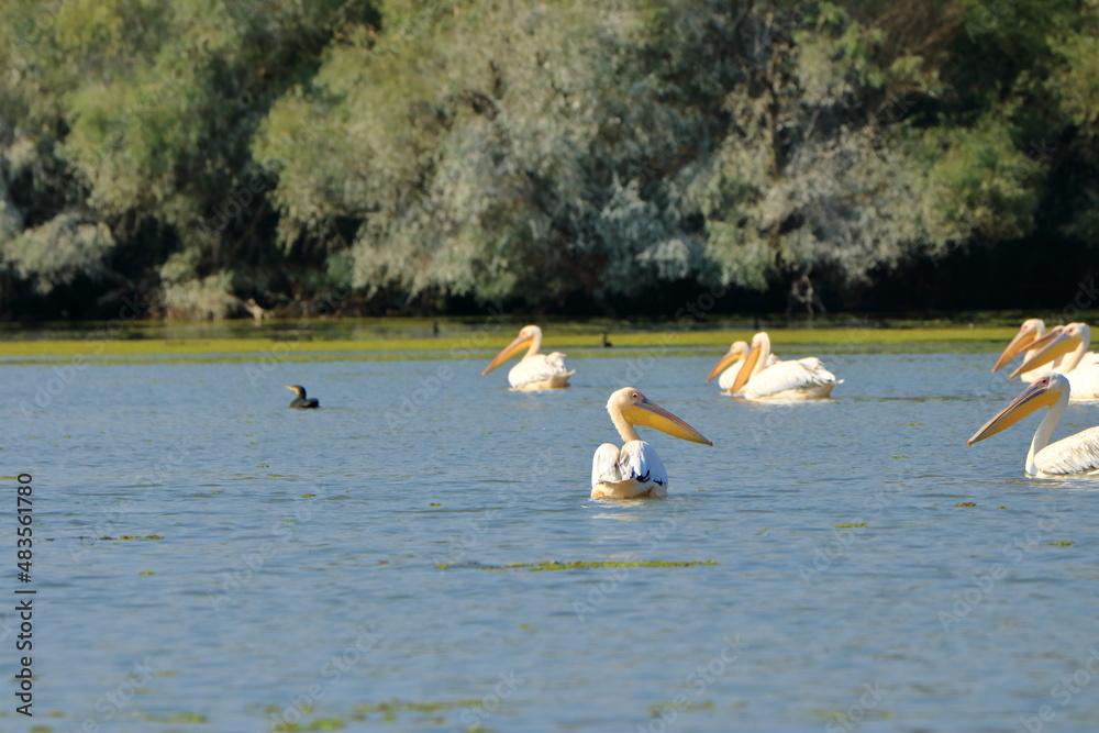 a group of pelicans in the Danube Delta, Romania