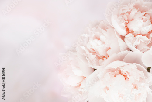 Beautiful delicate pastel floral peony background with copy space
