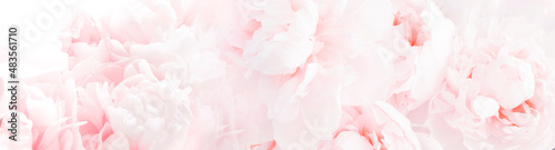 Blossoming delicate peony background,  festive background, pastel and soft floral background.