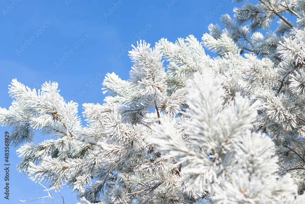 winter white frost background, plant branches in frost.copy space