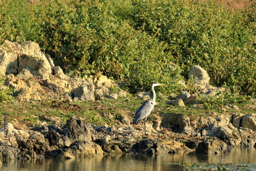 grey heron  ardea cinerea  in the Danube Delta  Romania