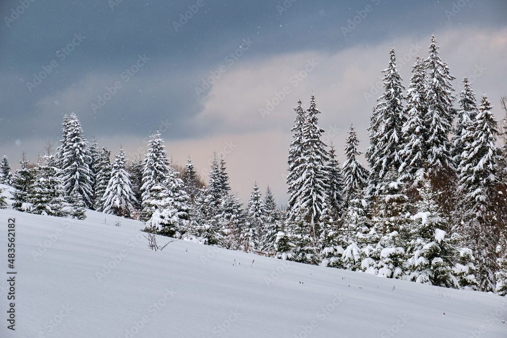 Moody landscape with pine trees covered with fresh fallen snow in winter mountain forest in cold gloomy evening