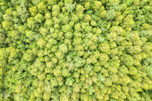 Top down aerial view of green summer forest with canopies of many fresh trees