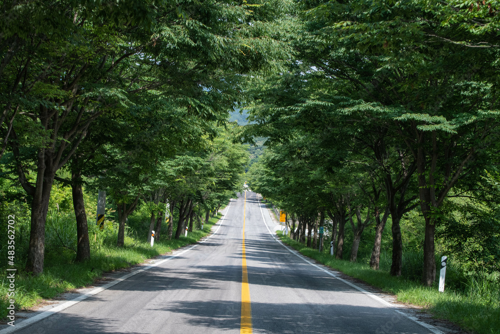 Obraz premium 길 산책 자연 숲 쉼