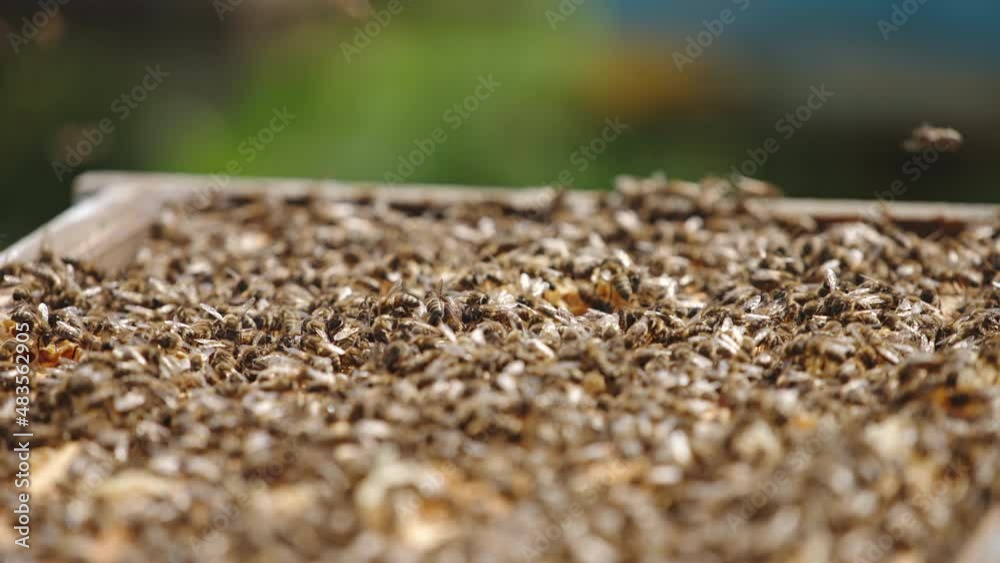 Lots of bees crawling on the top of opened beehive. Honey insects flying over the hive. Bee colony backdrop. Close up.