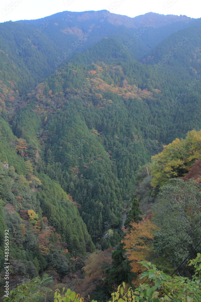 高知県　紅葉した山々の風景