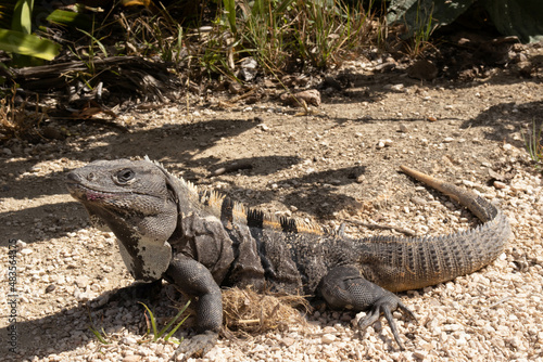 Background of iguana sunbathing in summer in the Mayan city of Tulum, a famous city for vacations and these exotic reptiles are symbol of Mexico along with the turquoise water and other animals.